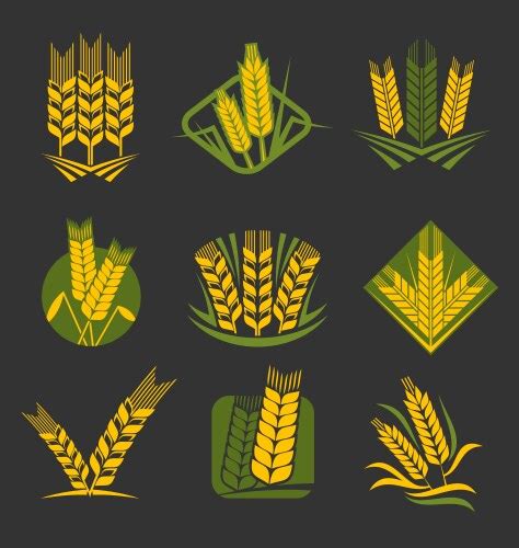 Agriculture Icons With Wheat Rye Cereal Ears Vector Image