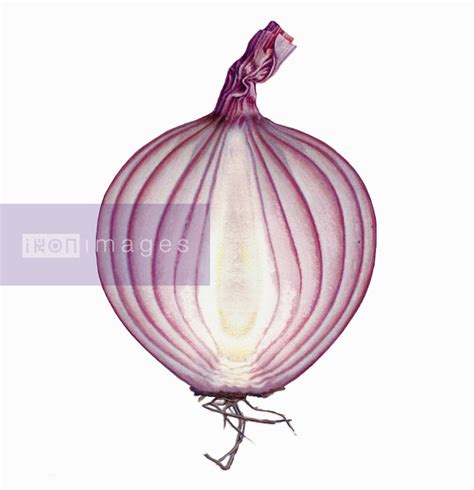 Stock Illustration Of Cross Section Of Half A Red Onion Ikon Images