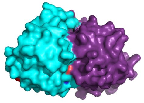 Fel D 1 Proteopedia Life In 3D