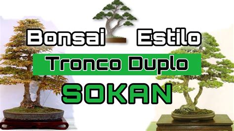 Bonsai Tronco Duplo Bonsai Estilo Sokan Aula De Bonsai Sobre O