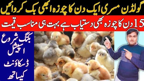 Day Old Chicken Chicks Rate Golden Misri Chicks Rate Golden Misri