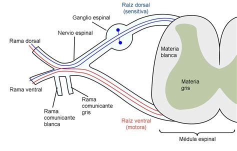 Disposición de las raíces nerviosas de la médula espinal