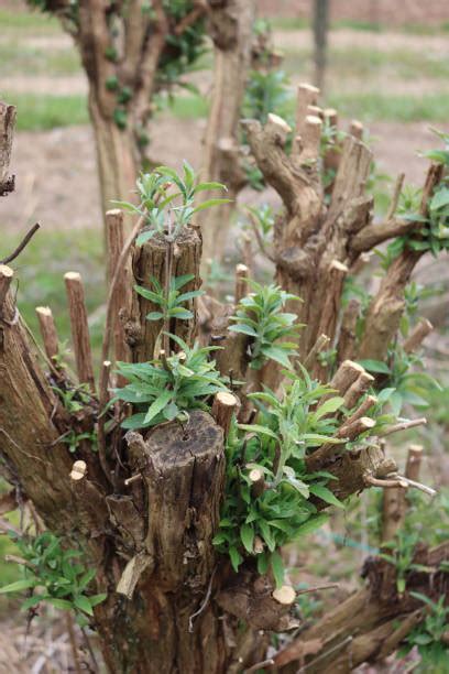 10+ Buddleia Pruning Stock Photos, Pictures & Royalty-Free Images - iStock