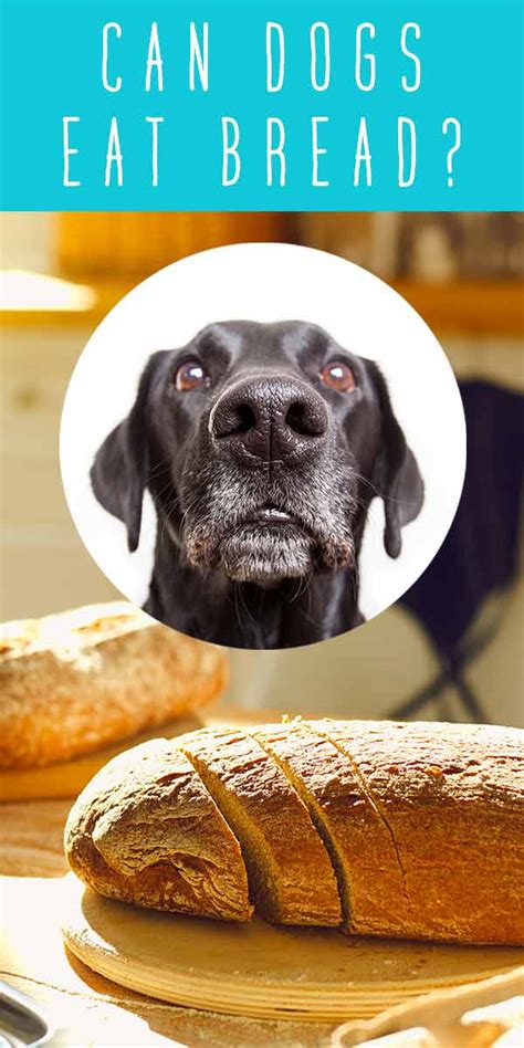 Can Dogs Eat Bread Or Should It Stay On The Shelf?