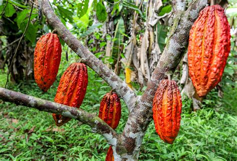 Cocoa Beans