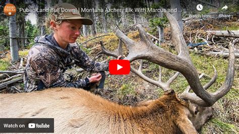 Video: Bowhunting Bull Elk in Montana – Rack Camp