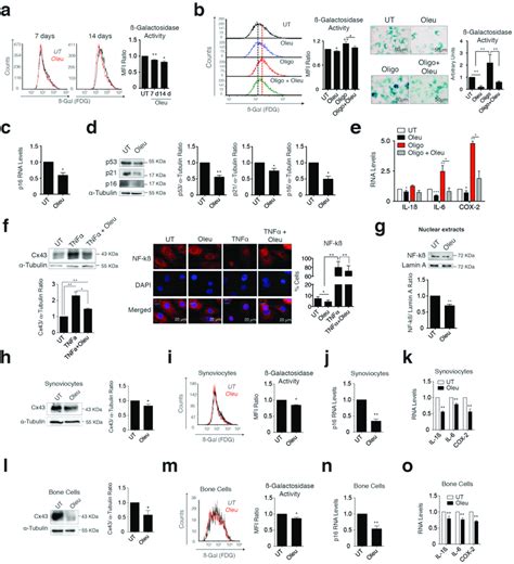 Cx Downregulation By Oleuropein Decreased Chondrocyte Senescence A