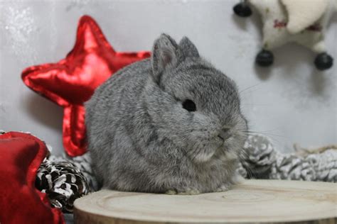 Macho Holand S Enano Chinchilla Conejos Enanos Siero