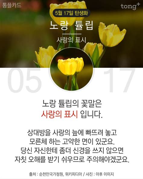 5월 17일 탄생화 노랑 튤립 디지틀조선일보디조닷컴