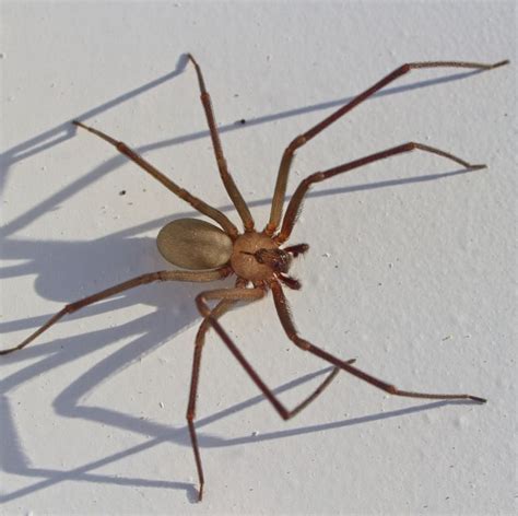 These Are The 10 Most Common House Spiders To Look Out For Artofit