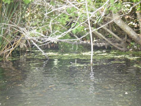 Kayaking Wekiva River & Rock Springs Run with Gators! ~ When 140 Characters Just Doesn't Cut It...