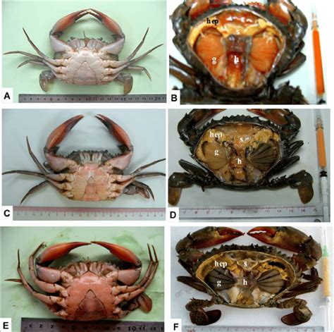 Characteristics Of Three Stages Of Red Sternum Mud Crabs The Sternum