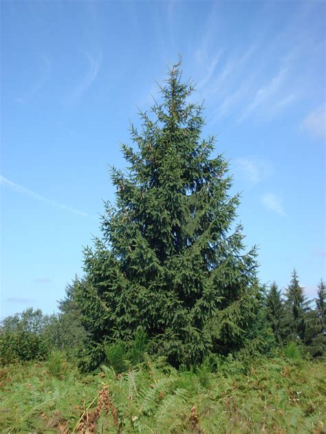 Sapin de noël épicéa de qualité issus de nos productions dans le Morvan