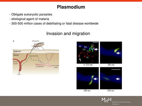 Ppt Dynamic Imaging Of Host Pathogen Interactions In Vivo Powerpoint