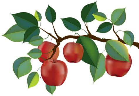 Tube Fruit Pommes Png Branche Pommier Apples Png