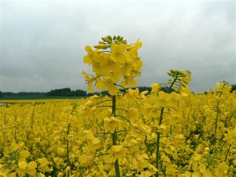 Что такое рапс растение для чего нужен фото