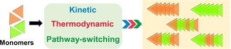 Supramolecular Copolymers Under Kinetic Thermodynamic Or Pathway