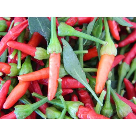 Birds Eye Chilli Seeds For Sale - Birds Eye Pepper Seeds For Sale ...