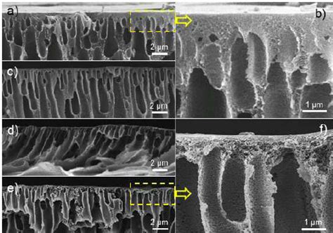 Sem Images Of Cross Section Of A B Pure Psf Membranes C Pani Psf