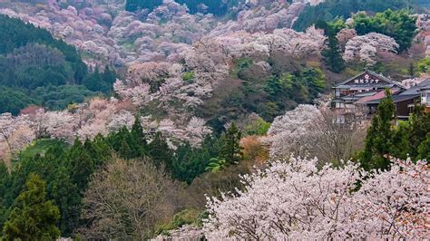 Mount Yoshinoyama Yoshinoyama Cherry Blossoms Yoshino Travel