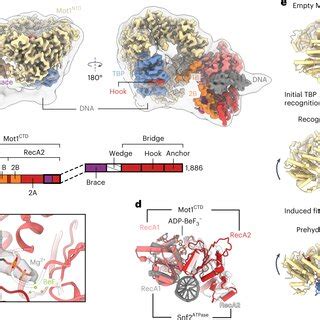 Posthydrolysis And Product State Of Mot1TBPDNA A ATPase Assay