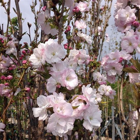 Prunus Serrulata Amanogawa