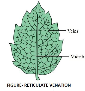 What is the leaf venation Explain various types of leaf venation with ...