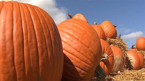 Things To Do In San Diego In The Fall Pumpkin Patches Beer Fests