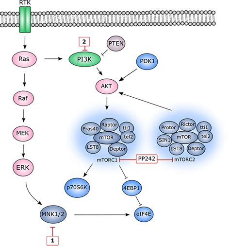 Synergistic Effects Of Inhibiting The Mnk Eif4e And Pi3kakt Mtor