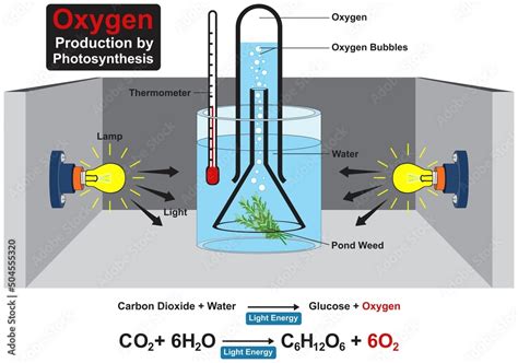 Photosynthesis Experiment