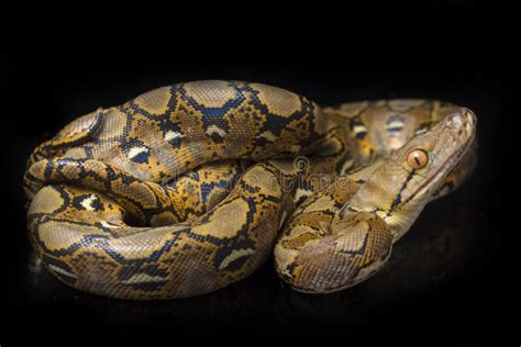 Reticulated Python Python Reticulatus Isolated On Black Stock Photo