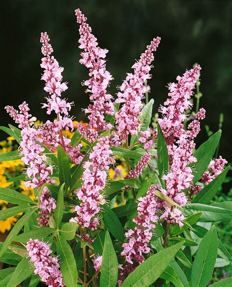 Mönchspfeffer Pink Pinnacle Vitex agnus castus Pink Pinnacle