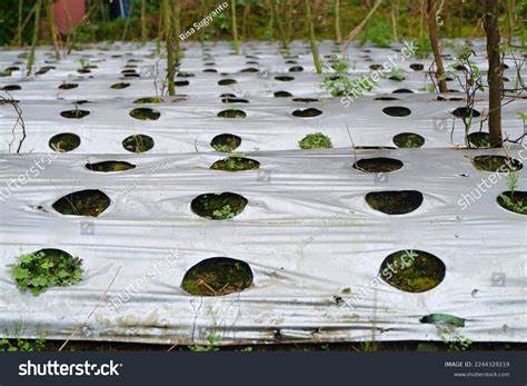 Plastic Mulch Protect Soil Surface Erosion Stock Photo 2244328219