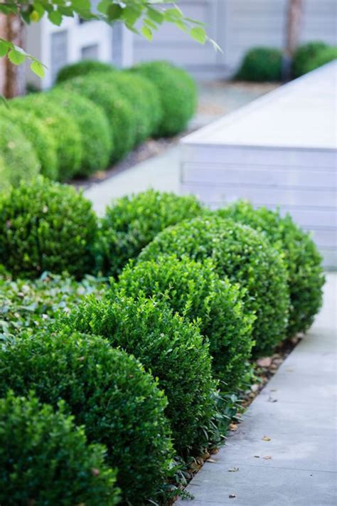 Buy Baby Gem Boxwood For Sale Online From Wilson Bros Gardens