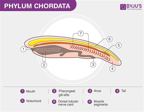 Phylum Chordata - Characteristics And Classification