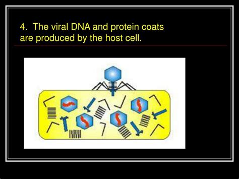 Ppt Viruses Powerpoint Presentation Free Download Id2460174