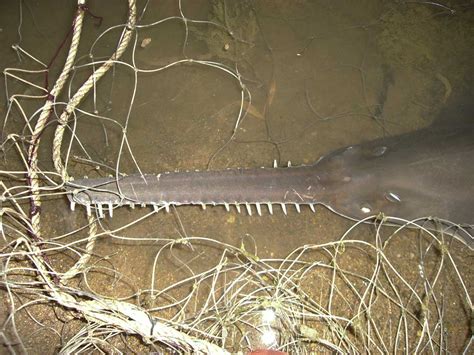 6 Interesting Facts About the Endangered Largetooth Sawfish | Earth.Org