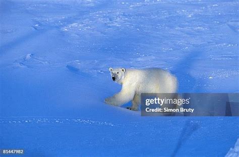 Polar Bears Village Photos and Premium High Res Pictures - Getty Images