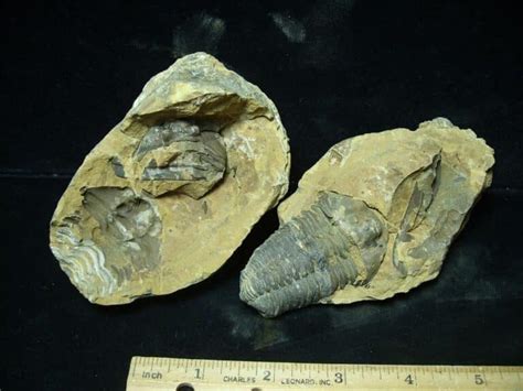 Fossilized Trilobite Nodule Calymene Tristani S The Stones