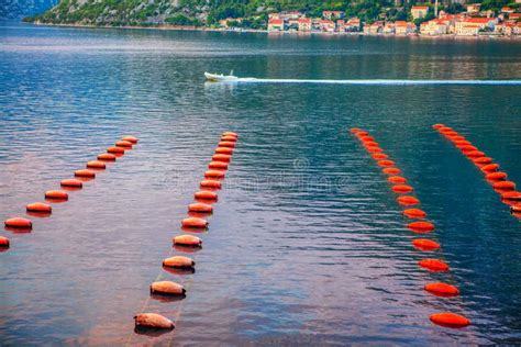 Mussels farm stock image. Image of view, landscape, border - 133975041