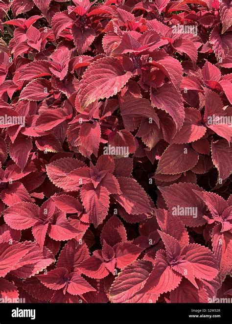 Large group of red coleus plants Stock Photo - Alamy