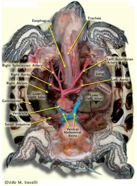 The Lavish Life of Henry: Anatomy of a Turtle