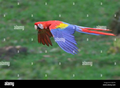 Rainforest Birds Flying