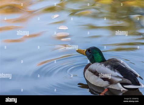 Dabbling Duck High Resolution Stock Photography And Images Alamy