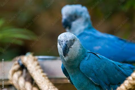 Foto Stock The Spix's macaw is a macaw native to Brazil. The bird is a ...