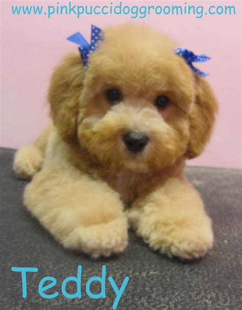 Toy Poodle Grooming Styles | Flickr