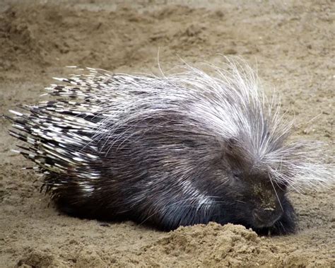 Crested Porcupine - Facts, Diet, Habitat & Pictures on Animalia.bio