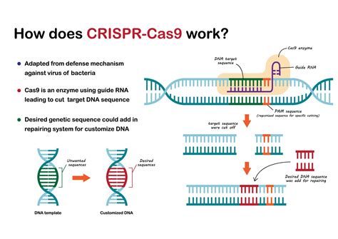 Gene Editing Could Render Mosquitos Infertile Reducing Disease Spread