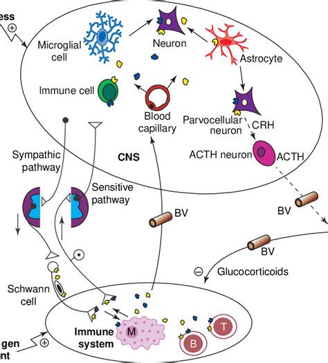 Interactions Between The Nervous And The Immune Systems In Mammals In