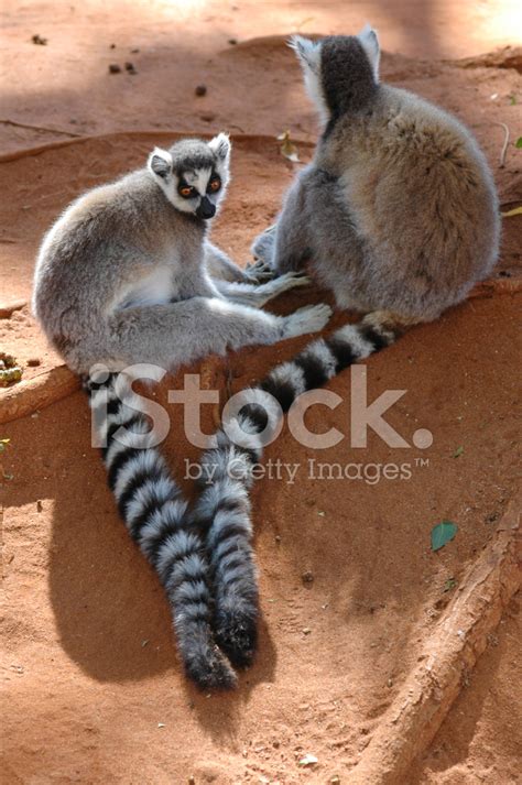 Ring Tailed Lemur Stock Photo | Royalty-Free | FreeImages